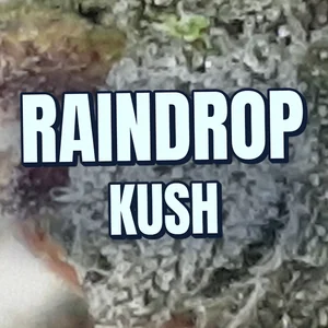 Raindrop Kush Cannabis Strain