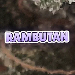 Rambutan Cannabis Strain