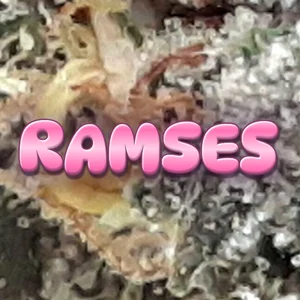 Ramses Cannabis Strain