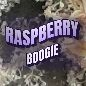 Raspberry Boogie Cannabis Strain