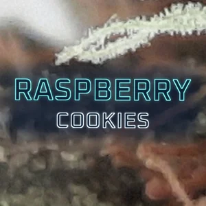 Raspberry Cookies Cannabis Strain