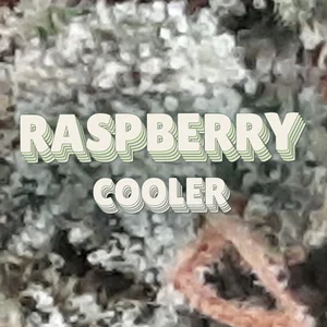 Raspberry Cooler Cannabis Strain