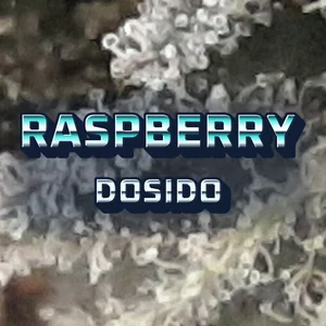 Raspberry Dosido Cannabis Strain