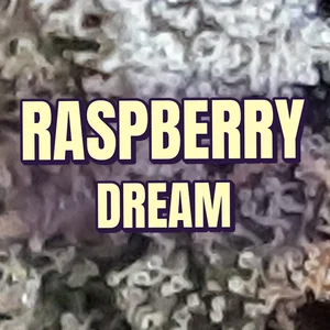 Raspberry Dream Cannabis Strain