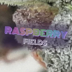 Raspberry Fields Cannabis Strain
