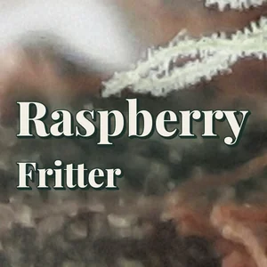 Raspberry Fritter Cannabis Strain