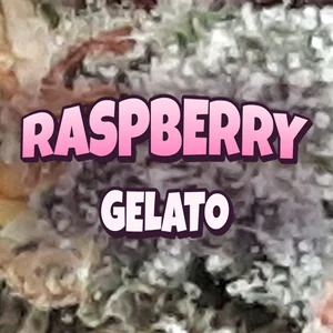 Raspberry Gelato Cannabis Strain