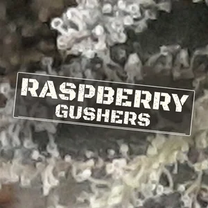 Raspberry Gushers Cannabis Strain