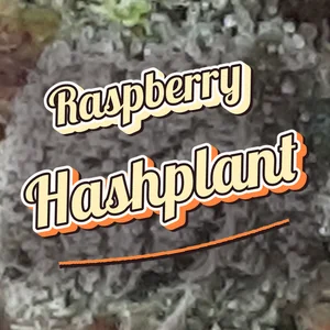 Raspberry Hashplant Cannabis Strain