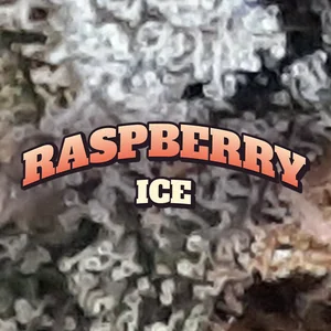 Raspberry Ice Cannabis Strain