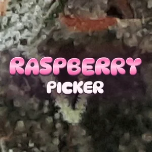 Raspberry Picker Cannabis Strain