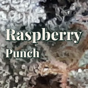 Raspberry Punch Cannabis Strain