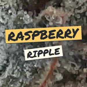 Raspberry Ripple Cannabis Strain