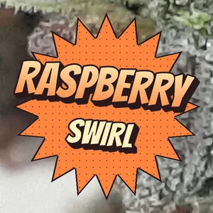 Raspberry Swirl Cannabis Strain