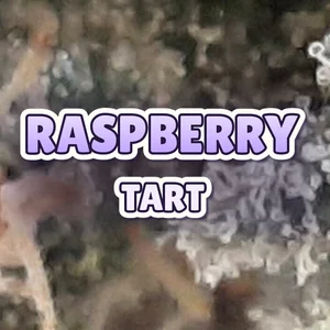 Raspberry Tart Cannabis Strain