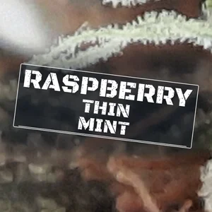 Raspberry Thin Mint Cannabis Strain