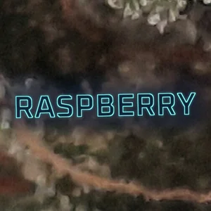Raspberry Cannabis Strain