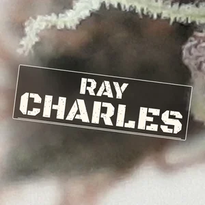 Ray Charles Cannabis Strain