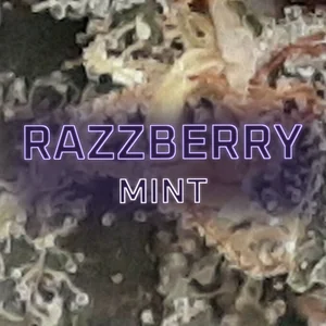Razzberry Mint Cannabis Strain