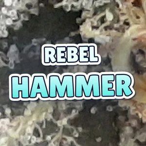 Rebel Hammer Cannabis Strain