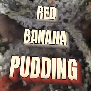 Red Banana Pudding Cannabis Strain