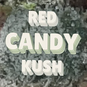 Red Candy Kush Cannabis Strain