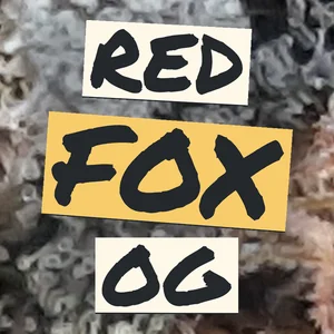 Red Fox OG Cannabis Strain