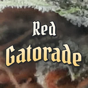 Red Gatorade Cannabis Strain