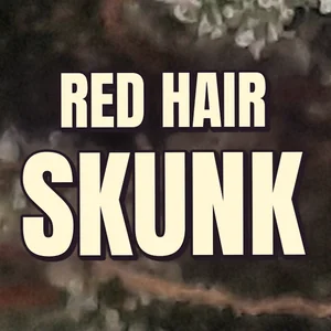 Red Hair Skunk Cannabis Strain