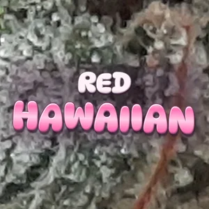 Red Hawaiian Cannabis Strain