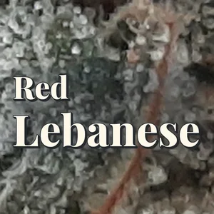 Red Lebanese Cannabis Strain