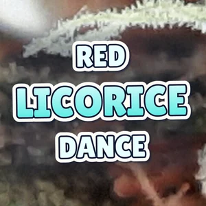 Red Licorice Dance Cannabis Strain
