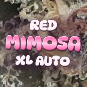 Red Mimosa XL Auto Cannabis Strain