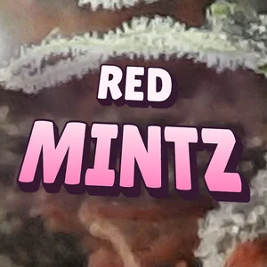 Red Mintz Cannabis Strain