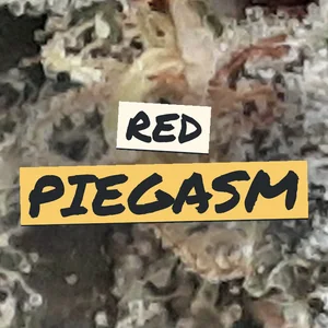 Red Piegasm Cannabis Strain