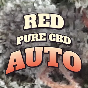 Red Pure CBD Auto Cannabis Strain