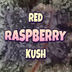 Red Raspberry Kush Cannabis Strain