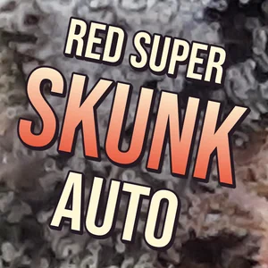 Red Super Skunk Auto Cannabis Strain