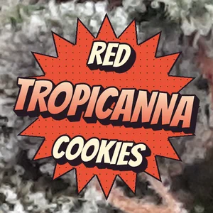 Red Tropicanna Cookies Cannabis Strain