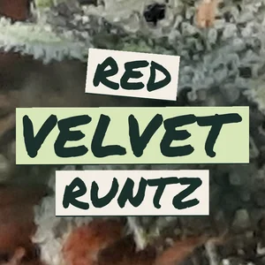Red Velvet Runtz Cannabis Strain