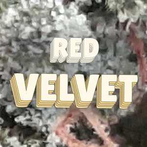 Red Velvet Cannabis Strain