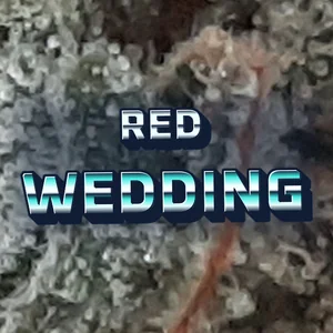 Red Wedding Cannabis Strain