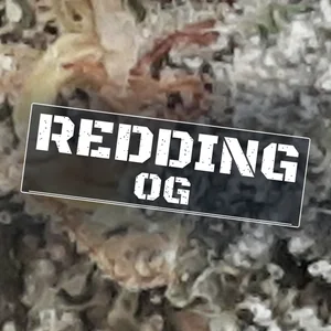 Redding OG Cannabis Strain