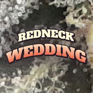 Redneck Wedding Cannabis Strain