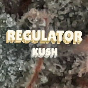 Regulator Kush Cannabis Strain