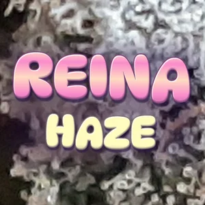 Reina Haze Cannabis Strain
