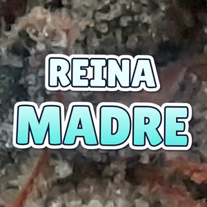 Reina Madre Cannabis Strain