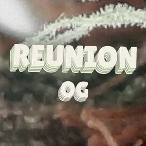 Reunion OG Cannabis Strain
