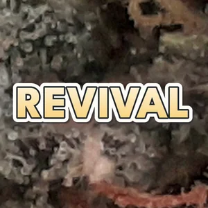 Revival Cannabis Strain