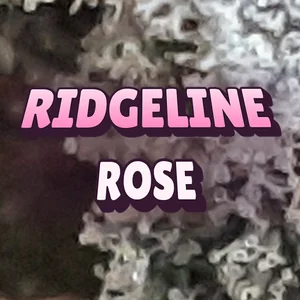 Ridgeline Rose Cannabis Strain